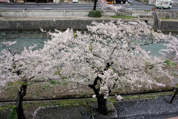 Cherry blossoms Yamagata Japan