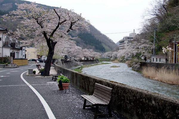 Cherry blossoms along serence streams  Yamagata Japan
