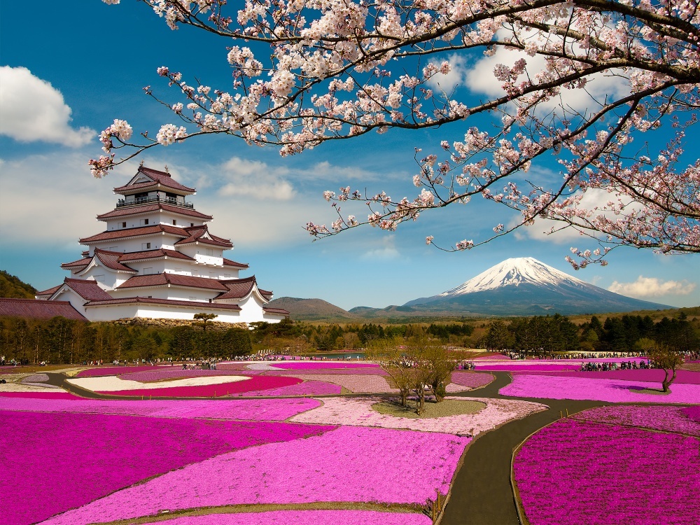 Cherry blossoms in Japan 1