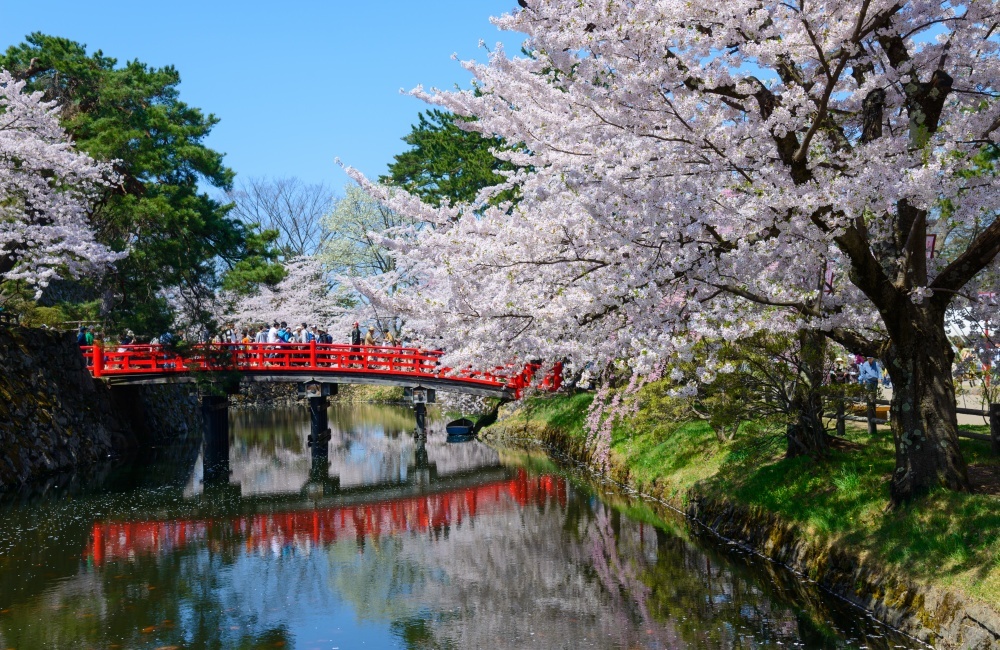 Cherry blossoms in Japan 12