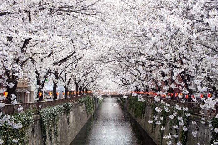 Meguro river Cherry blossoms in Japan 2