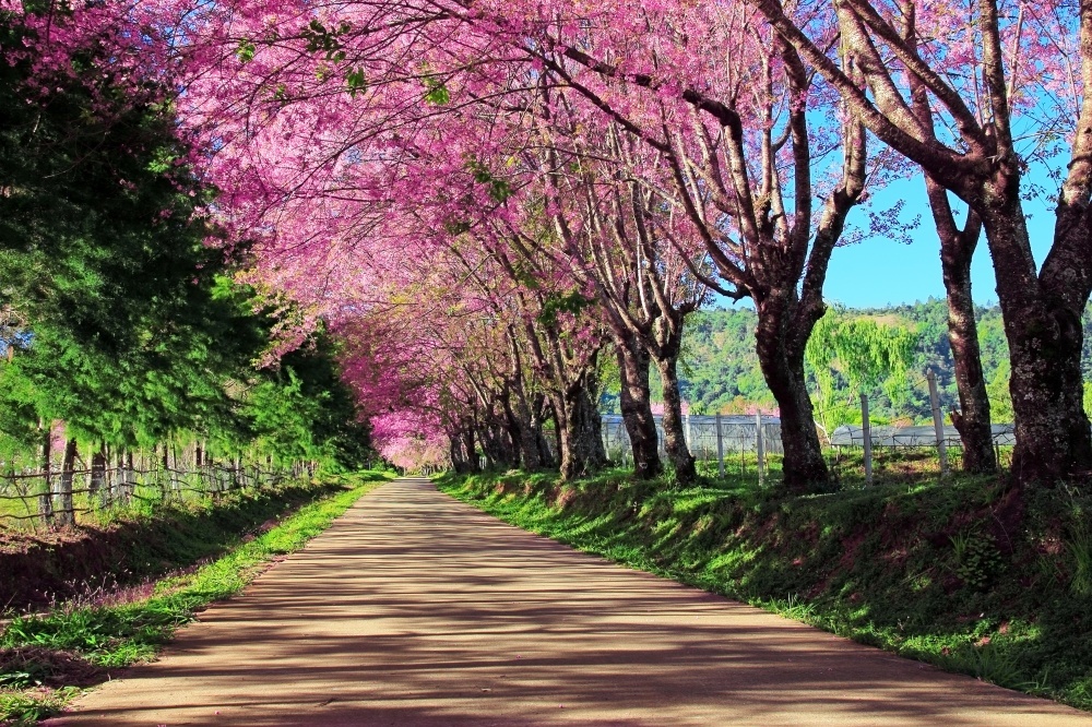Cherry blossoms in Japan 6