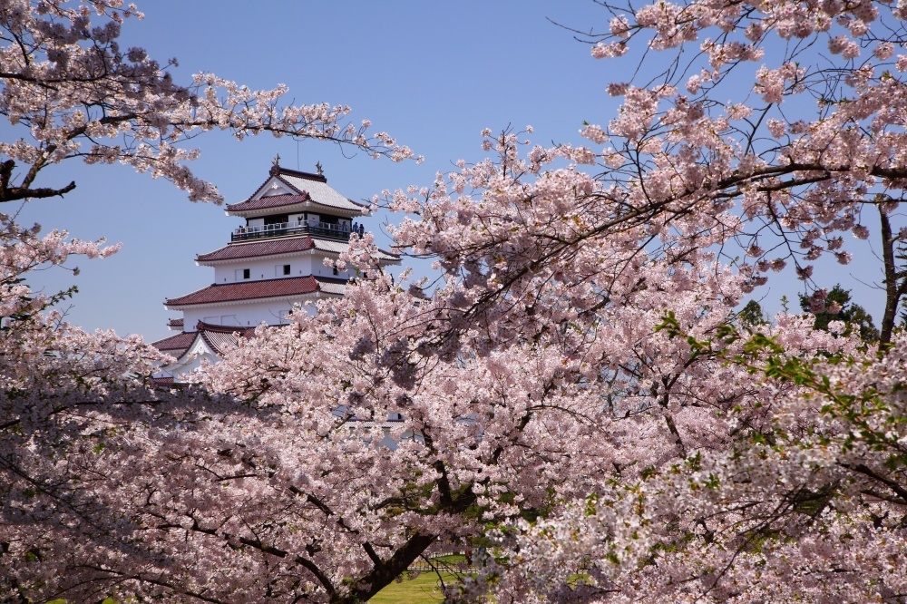 Cherry blossoms in Japan 7