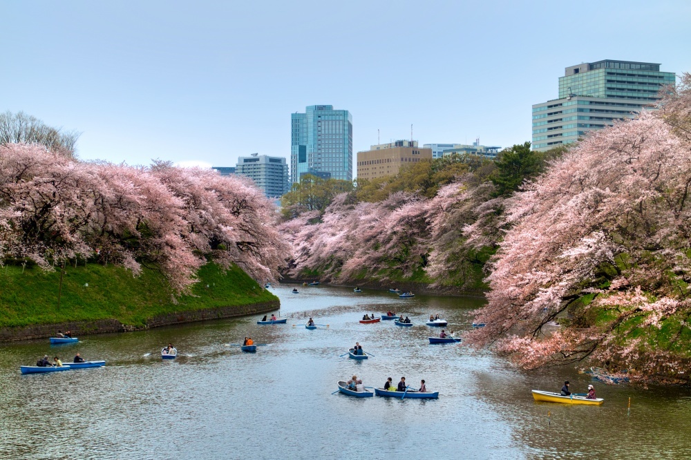 Cherry blossoms in Japan 8