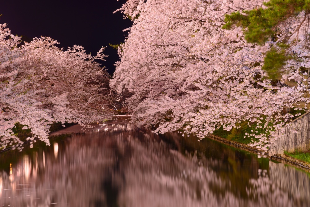 Cherry blossoms in Japan 9