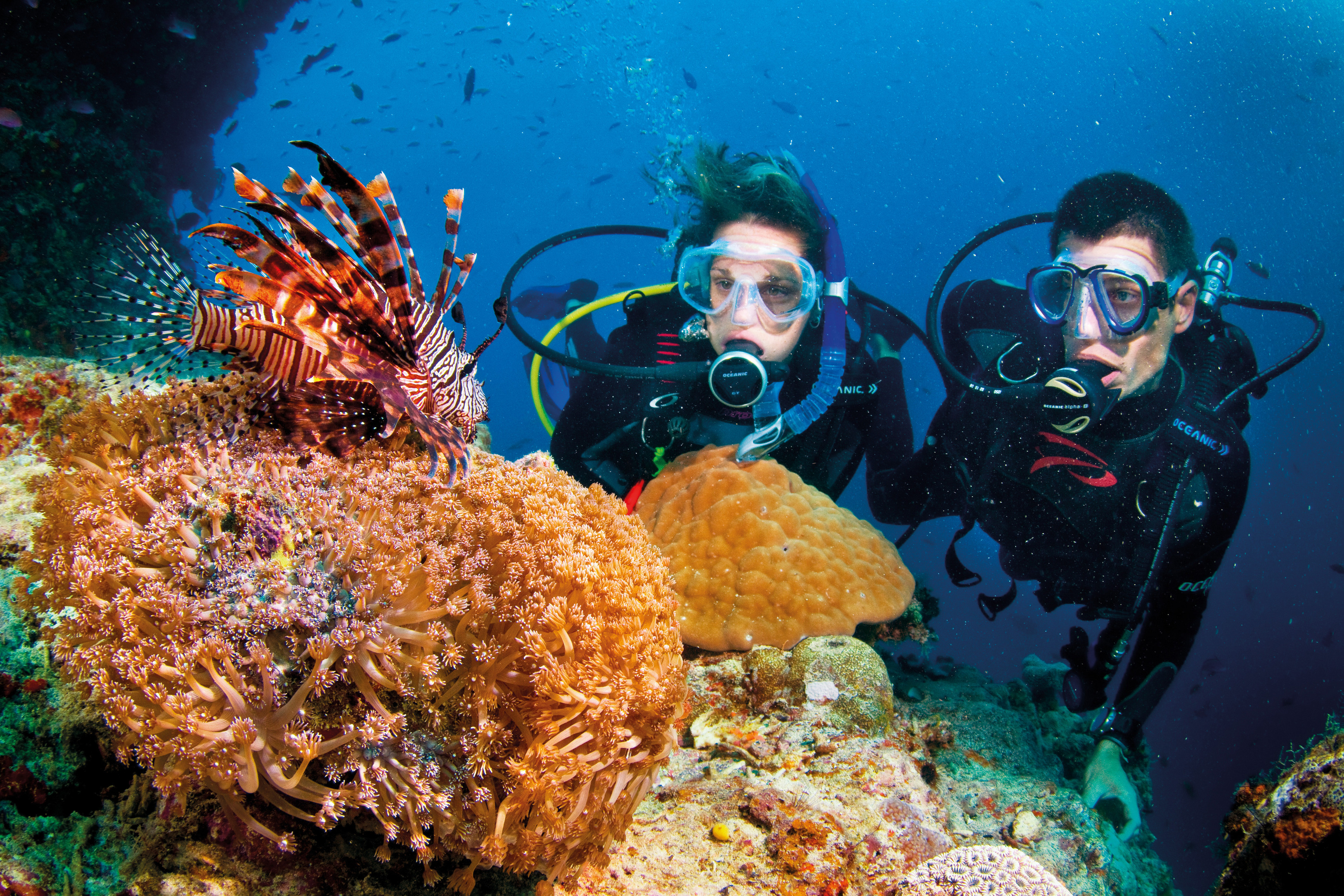 Coral reef Cu Lao Cham_source: vietmate.com.vn