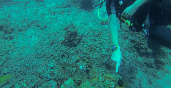 Diving in Bali sea