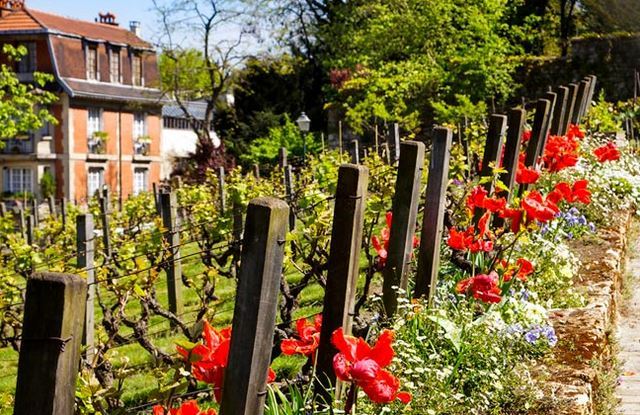 EXPLORE PARIS'S VINEYARDS