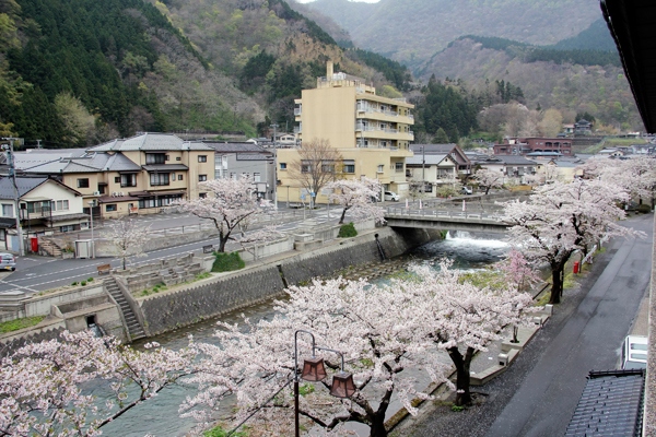 Glorious cherry blossoms along the stream