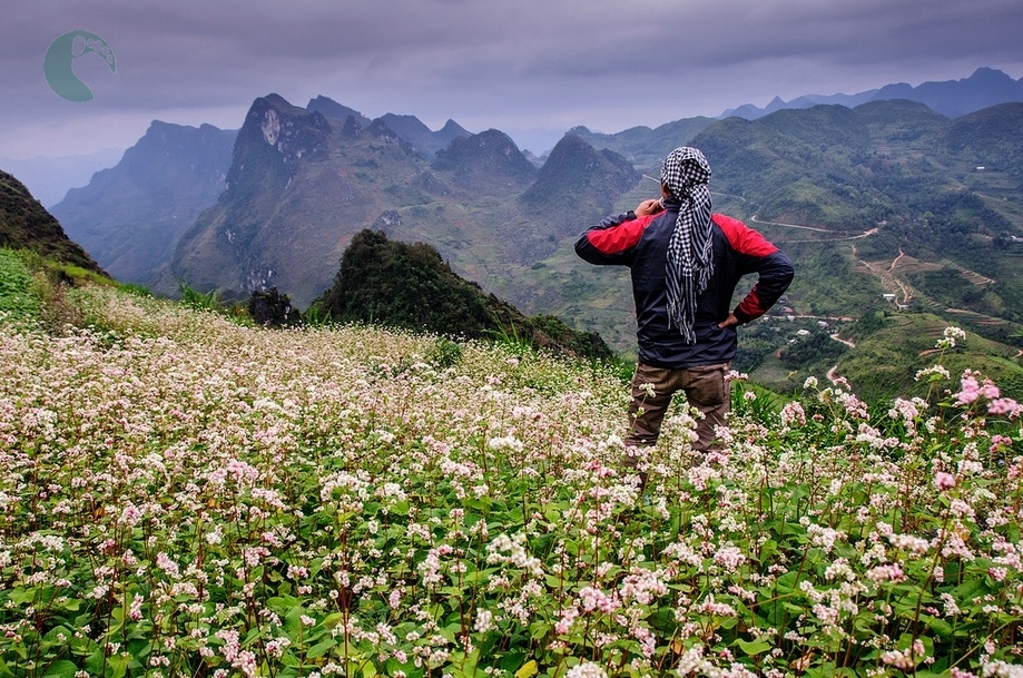 Pink buckwheat flower in Ha Giang's terrace field