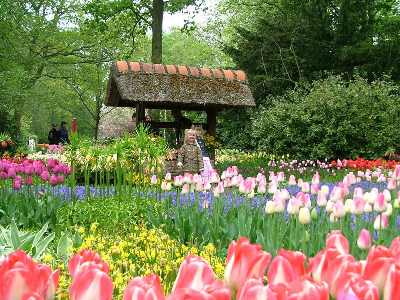 Colorful and diverse kinds of flower