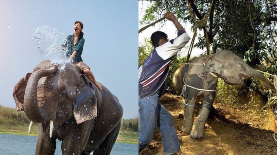 Elephant-riding experience