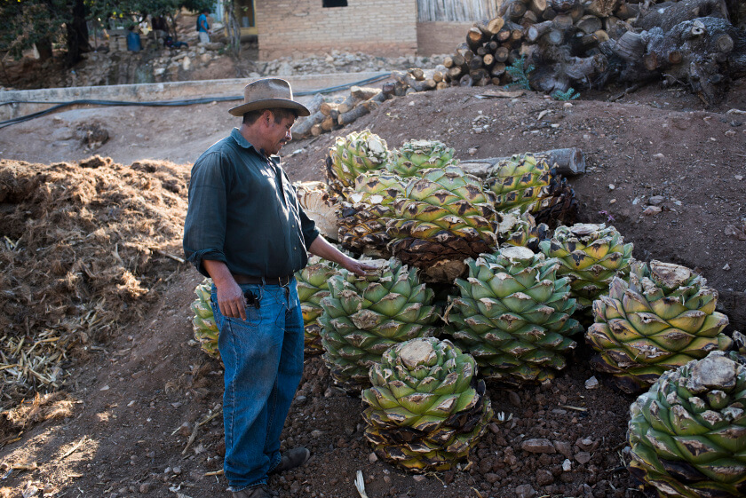 Mezcal farmer, Alberto Martinez,