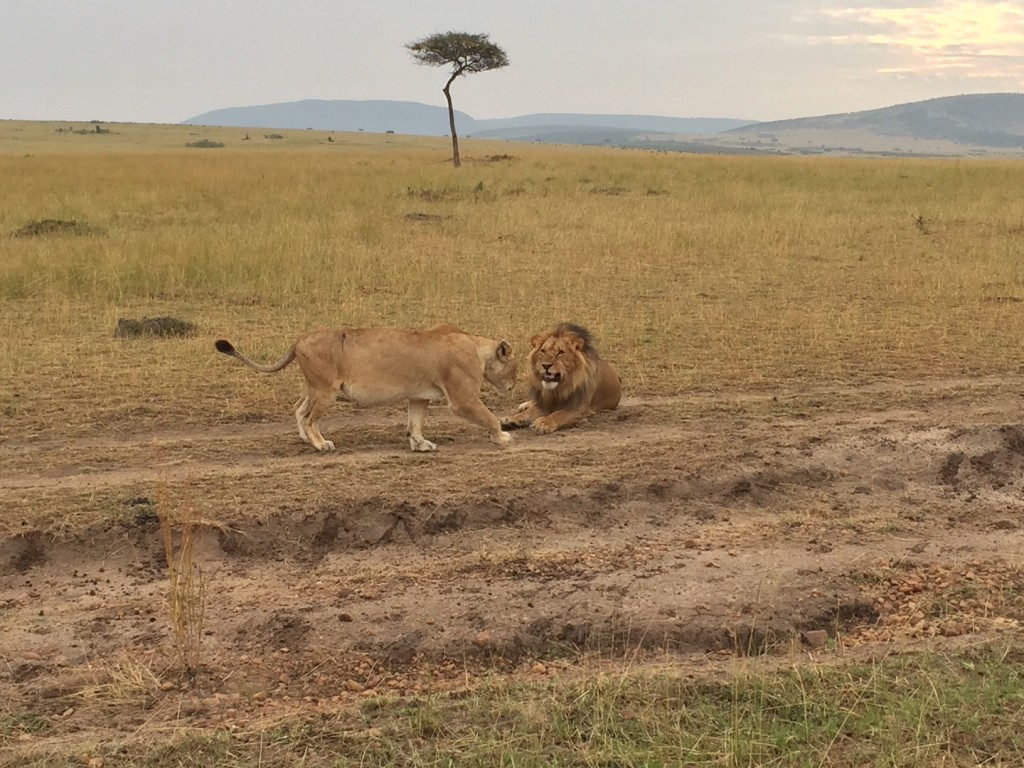 One of the lion couples we found during their mating dance
