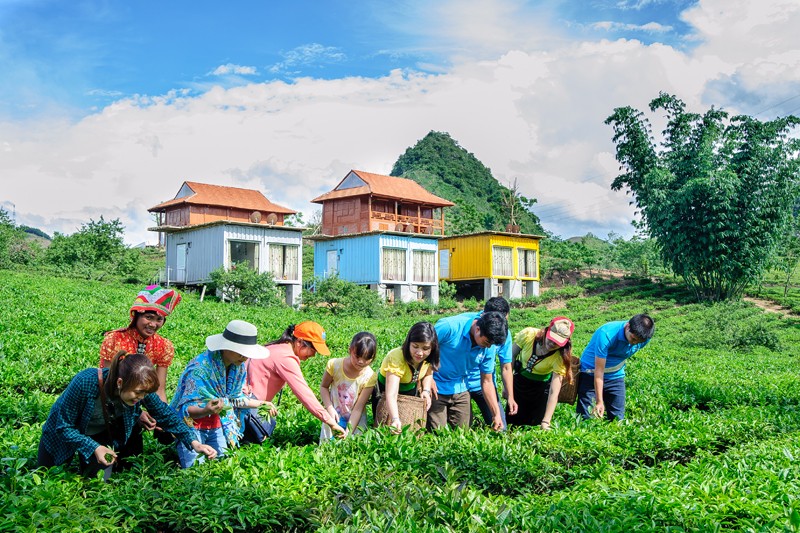 Picking tea in Moc Chau Arena Village