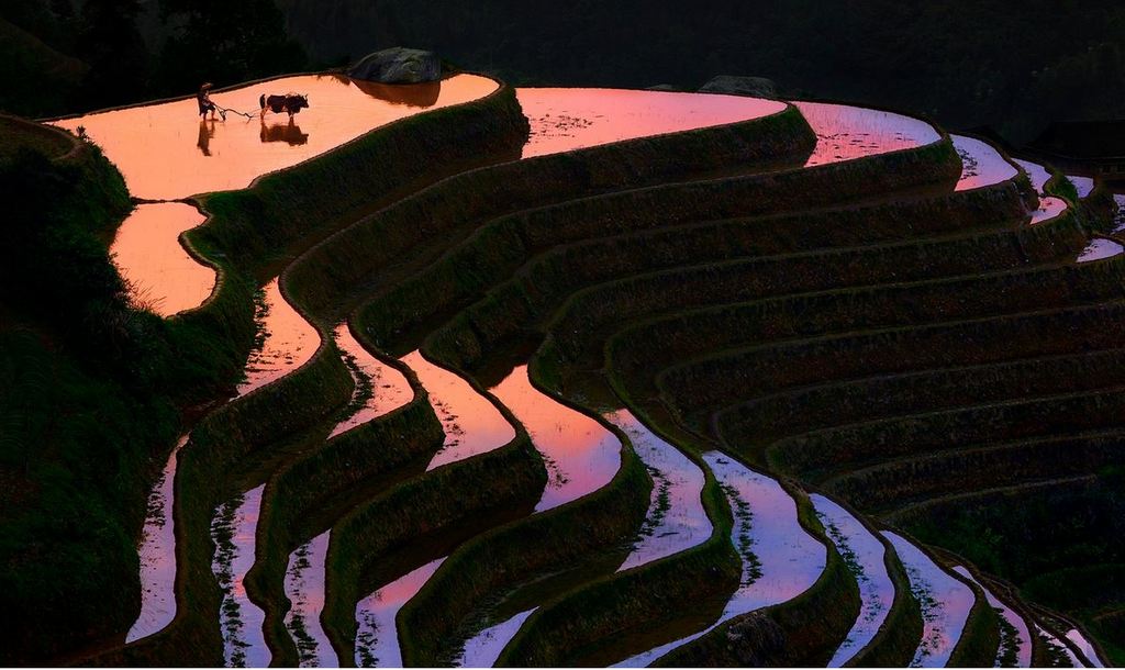 Rice Terraces of Yuanyang 10