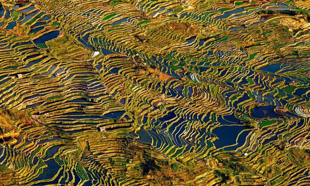 Rice Terraces of Yuanyang 7