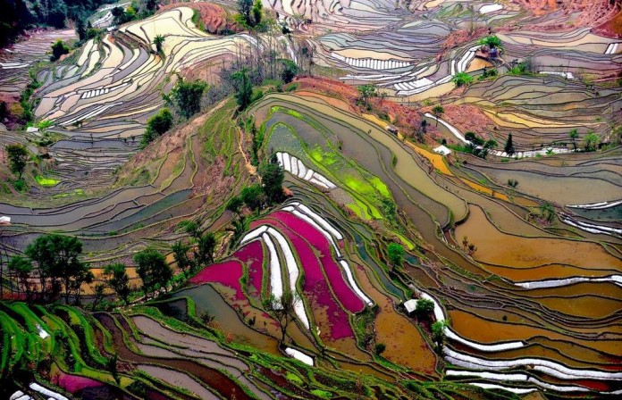 Rice Terraces of Yuanyang 9