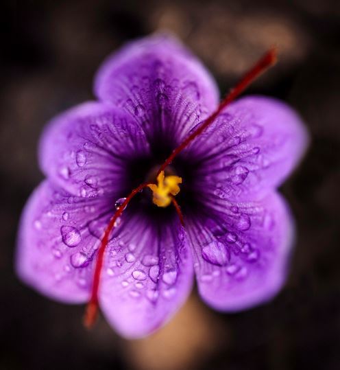 Saffron flowers are traditionally picked early in the morning 2