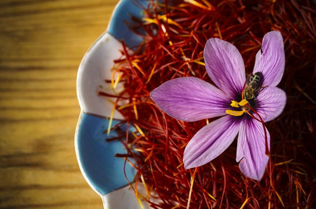 Saffron flowers are traditionally picked early in the morning