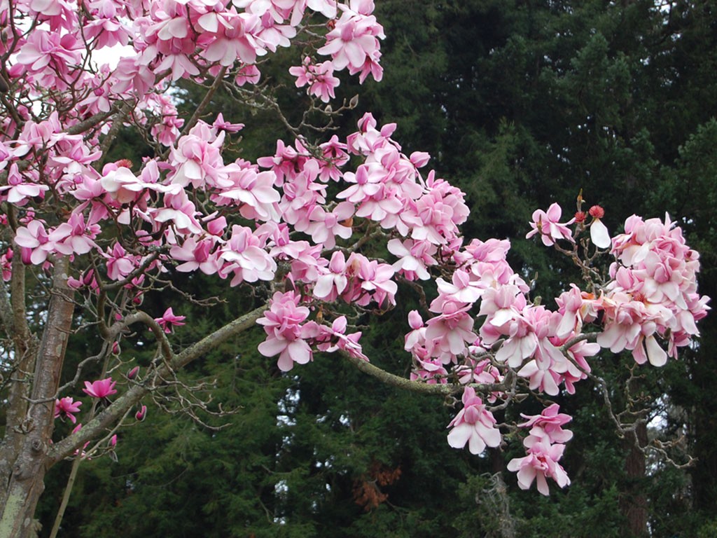 San Francisco Botanical Garden, San Francisco
