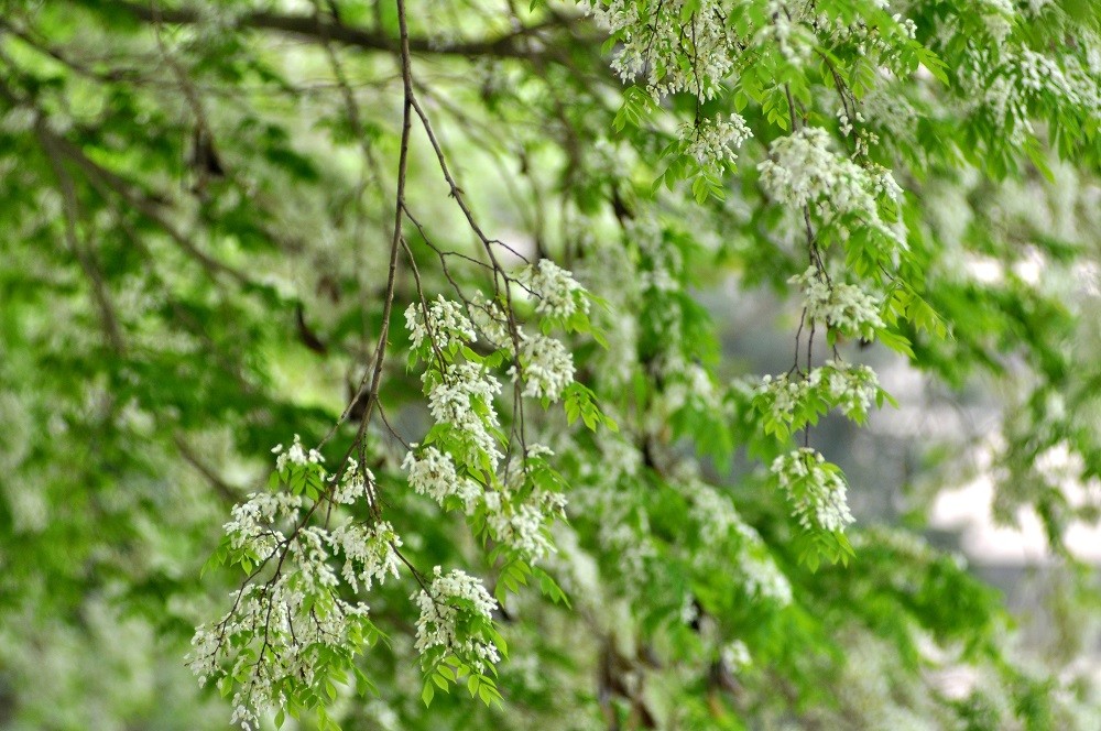 A white “sưa” flower tree blooms by the West lake ( Hồ Tây)