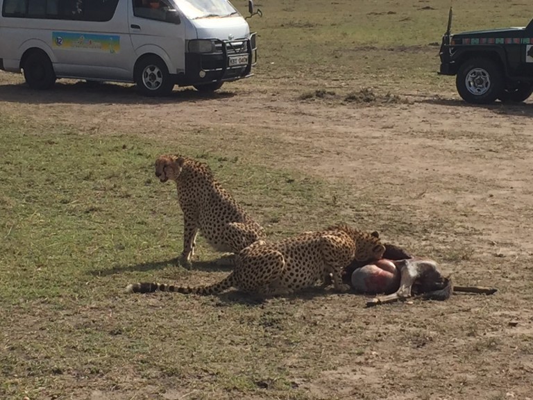 The poor wildebeest caught by these two male cheetahs was quite a spectacle