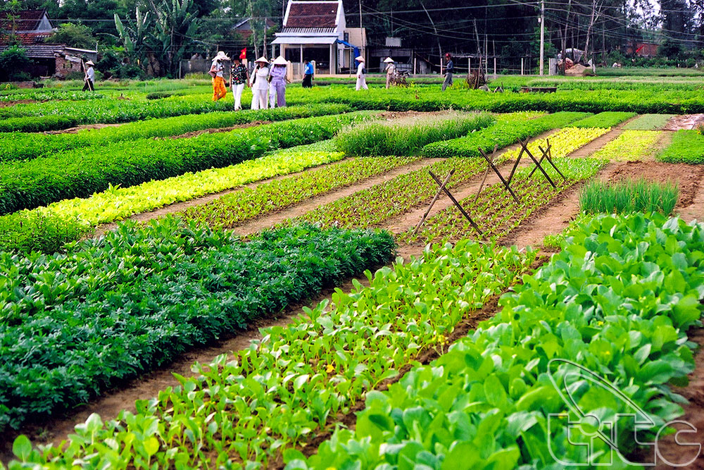 Tra Que vegettables village_ source: vietnamtourism.info