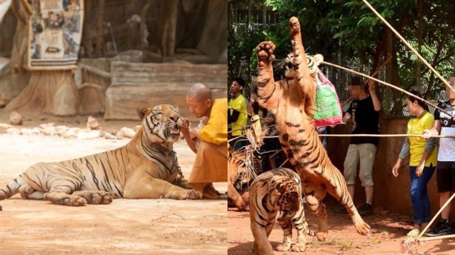 Petting with tigers