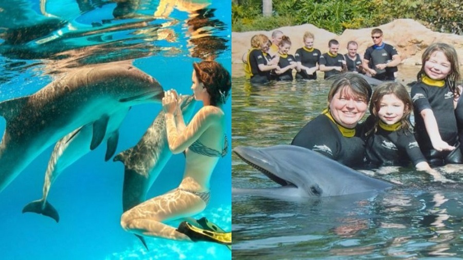 Swimming with dolphins