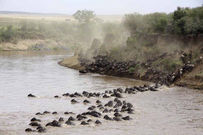 Wildebeests make their journey across the Mara River to enter into Kenya