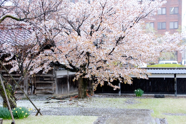 cherries Yamagata Japan