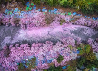 cherry blossom river japan Danilo Dungo