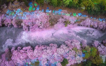 cherry blossom river japan Danilo Dungo
