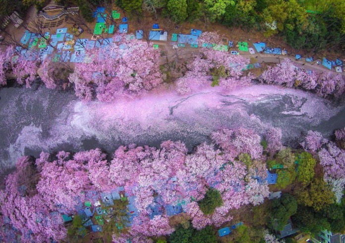 cherry blossom river japan Danilo Dungo cherry blossom river japan Danilo Dungo