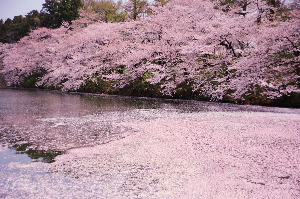 River covered by cherry blossom petals Photo: drscdn.500px.org