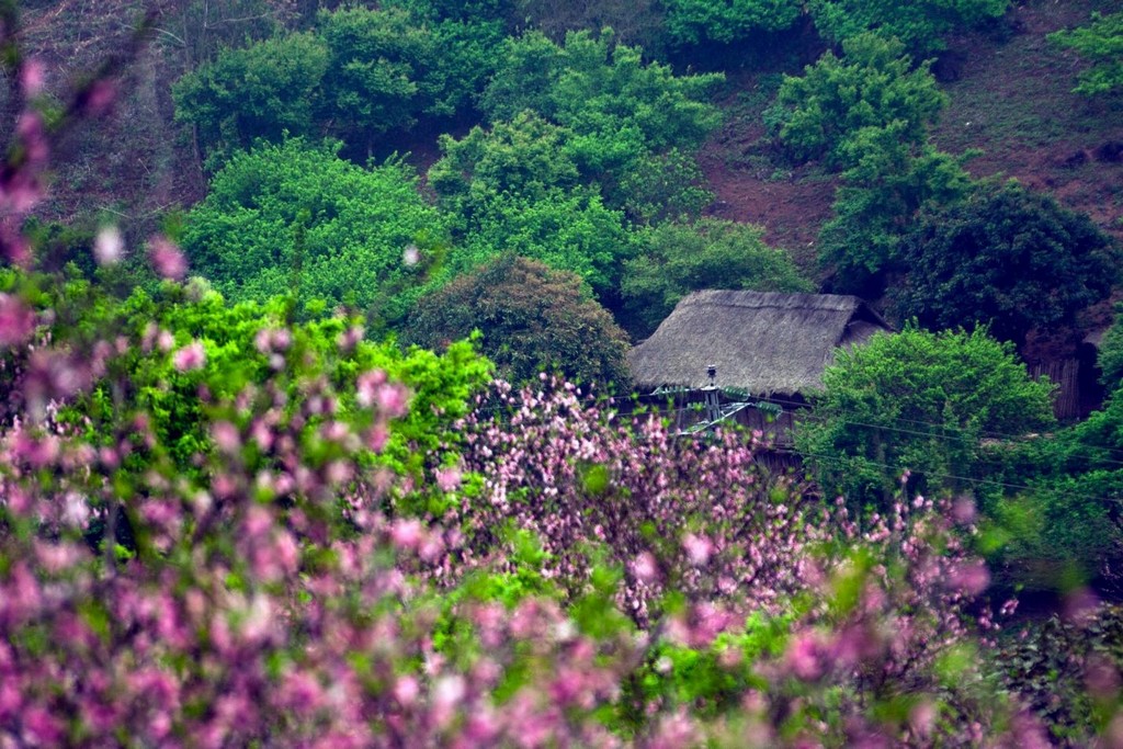Cherry blossom season in Moc Chau Plateau. Photo: dulichmocchauhangtuan.wordpress.com