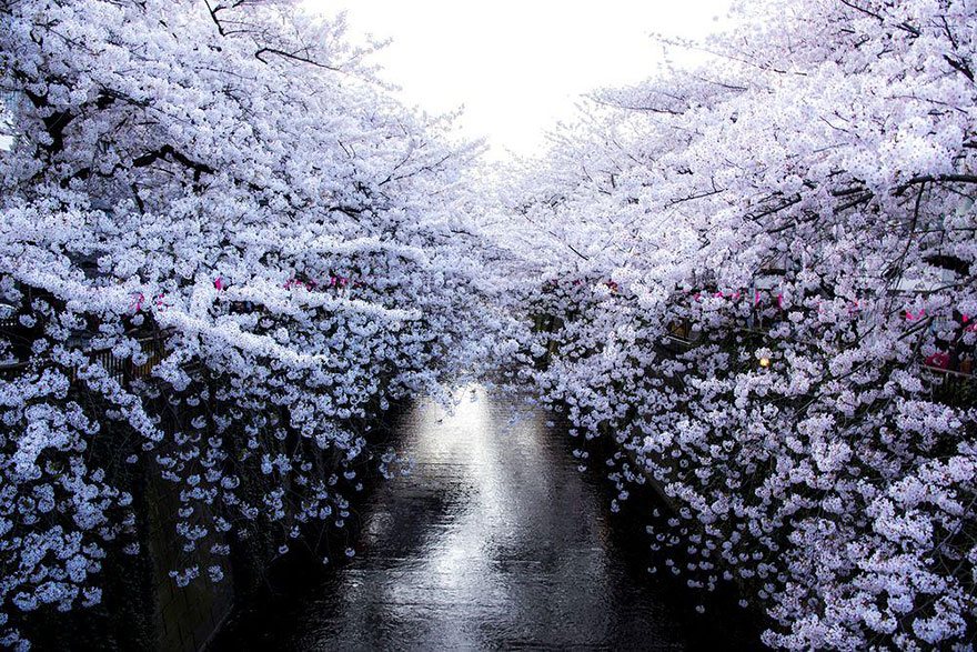 White cherry blossom in Japan Photo: Masayuki Yamashita