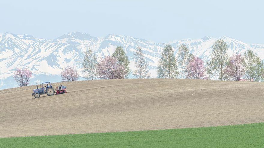 The stunning photo of cultivation in spring with the harmony in colors of cherry blossom, the field and white snow. Photo: Hiroki Inoue