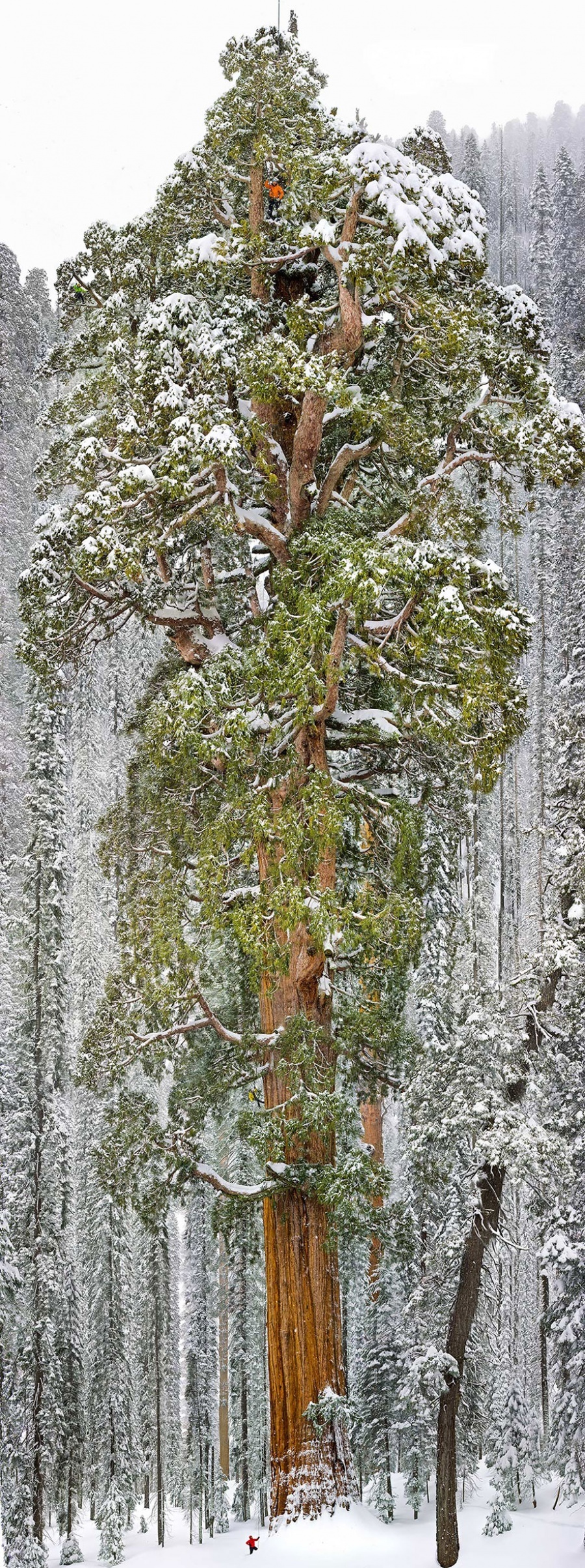 enormous and incredible the world-13