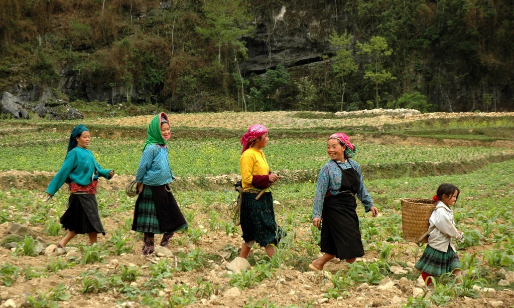 go to field hagiang