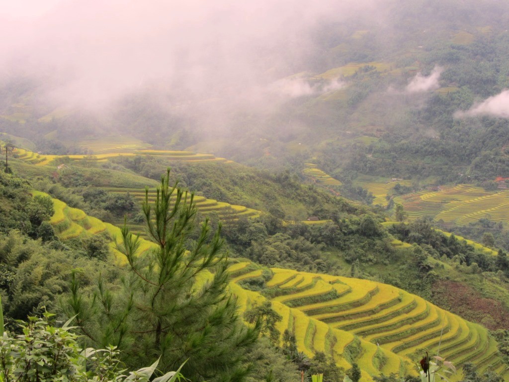 ha giang terraced rice field