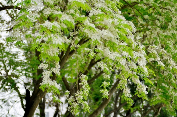 ha noi beautiful white flowers dulich.dantri.com.vn