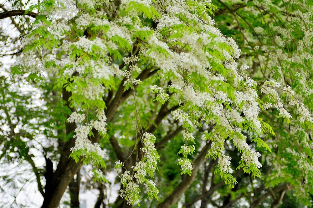 ha noi beautiful white flowers dulich.dantri.com.vn
