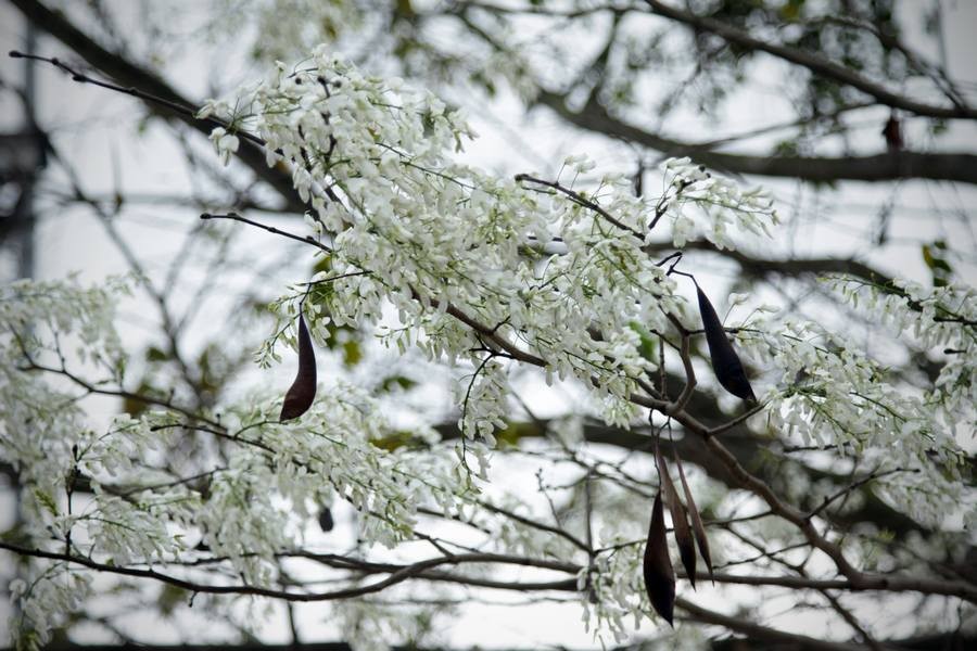 Photo: laodong.com.vn