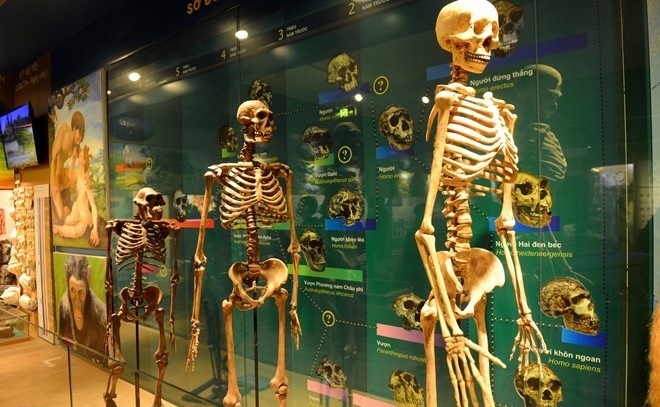 human evolution the national museum of nature in vietnam