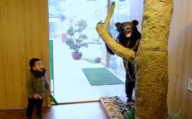 indochina bear the national museum of nature in vietnam