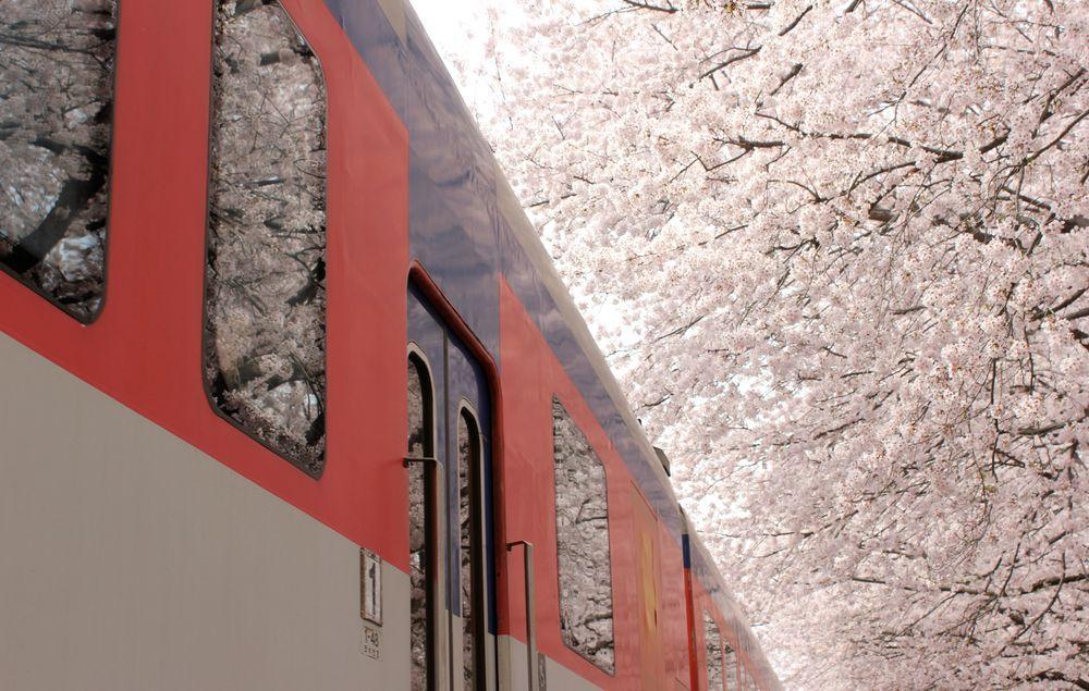 A train passing by in spring Photo: Janvika Shah