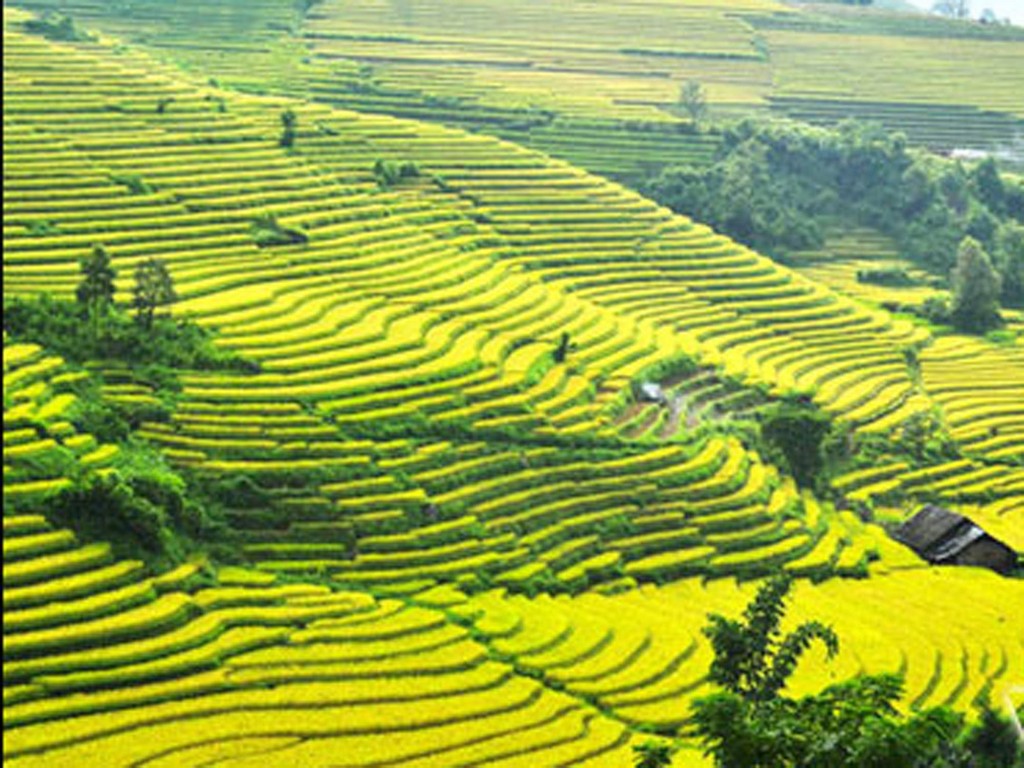 terraced rice field