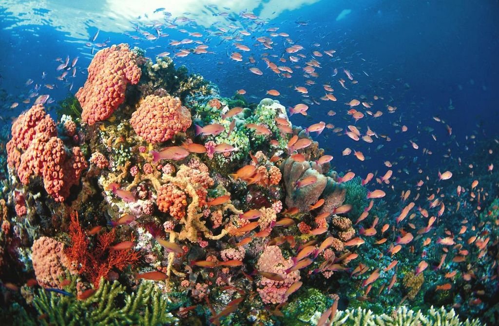 Beautiful coral reef and fish in Koh Rong - Hawaii of Asia Photo: aisiexotictours